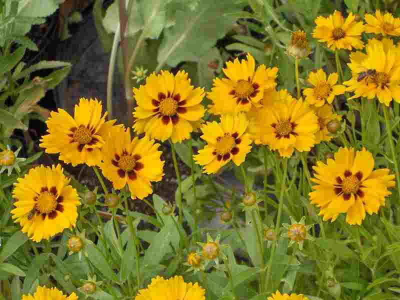 Coreopsis lanciolata.jpg